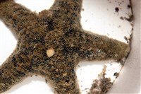 花冠海燕藏品圖，第2張