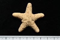 花冠海燕藏品圖，第4張