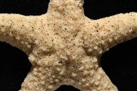 花冠海燕藏品圖，第5張