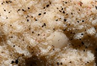 花冠海燕藏品圖，第6張