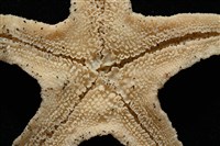 花冠海燕藏品圖，第8張