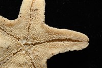 花冠海燕藏品圖，第9張