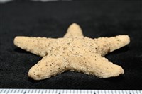 花冠海燕藏品圖，第11張
