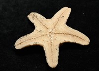 花冠海燕藏品圖，第14張
