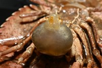 九齒扇蝦藏品圖，第21張