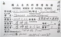 九齒扇蝦藏品圖，第24張