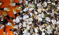 茗荷藏品圖，第14張