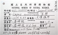 茗荷藏品圖，第16張