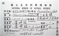 馬丁長鼻螺藏品圖，第16張