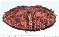 輻星肛海膽藏品圖，第7張