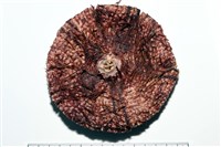 輻星肛海膽藏品圖，第8張