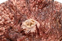 輻星肛海膽藏品圖，第10張