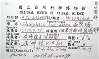 晶瑩蟳藏品圖，第21張