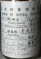 溝痕絨球蟹藏品圖，第15張