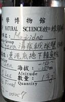 溝痕絨球蟹藏品圖，第16張