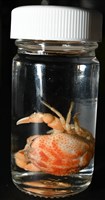 薄片異核果蟹藏品圖，第13張