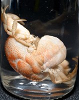 薄片異核果蟹藏品圖，第16張