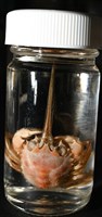 顯著瓊娜蟹藏品圖，第12張
