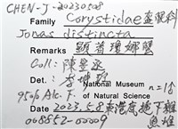 顯著瓊娜蟹藏品圖，第16張