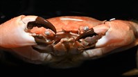 絨毛長腳蟹藏品圖，第12張