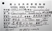 絨毛長腳蟹藏品圖，第18張