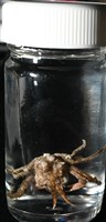 未知種長腿蟹藏品圖，第8張