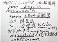 未知種長腿蟹藏品圖，第12張