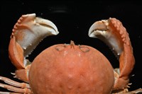 米氏擬圓殼蟹藏品圖，第2張
