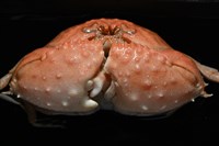 米氏擬圓殼蟹藏品圖，第8張