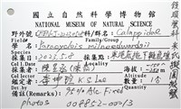 米氏擬圓殼蟹藏品圖，第24張