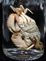 多刺毛刺蟹藏品圖，第14張