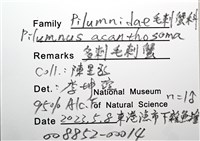 多刺毛刺蟹藏品圖，第16張