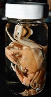 音樂聲蟹藏品圖，第19張