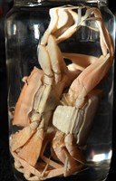 音樂聲蟹藏品圖，第20張