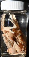 音樂聲蟹藏品圖，第22張