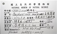 音樂聲蟹藏品圖，第24張
