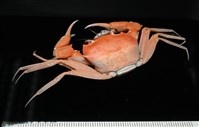 休氏聲蟹藏品圖，第5張
