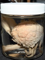 仿泡粒長螯蟹藏品圖，第14張