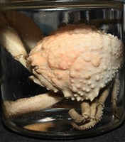 仿泡粒長螯蟹藏品圖，第15張