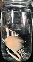 大等螯蟹藏品圖，第15張