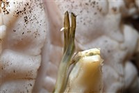 泡粒長螯蟹藏品圖，第15張
