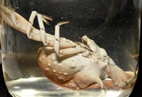 泡粒長螯蟹藏品圖，第18張