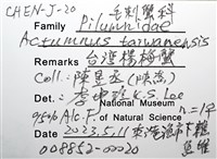 台灣楊梅蟹藏品圖，第14張