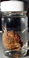 山羊饅頭蟹藏品圖，第12張