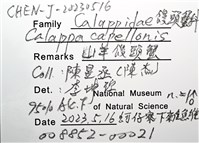 山羊饅頭蟹藏品圖，第16張
