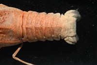 褐紅蟬蝦藏品圖，第4張