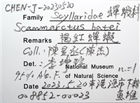 褐紅蟬蝦藏品圖，第16張