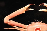 徽章聲蟹藏品圖，第6張