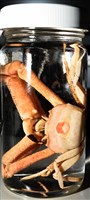 徽章聲蟹藏品圖，第15張