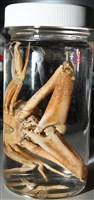 徽章聲蟹藏品圖，第16張